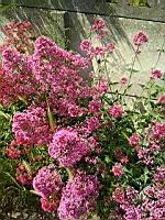 Valeriane (prise a Lens)(3)